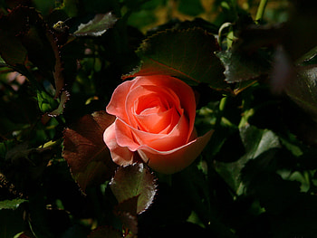 A Glowing Rose for Jerry (chef1ne), rose, leaves, glowing, beautiful, gift, orange HD wallpaper