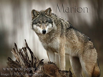 Marion on a tree stump, marion, wolves, stumps, tree HD wallpaper