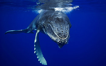 DO YOU SPAEK WHALE ?, whale, mammal, sea life, humpback whale, under water, ocean HD wallpaper