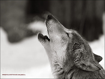 Animals, Wolfs HD wallpaper