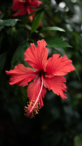 Hibiscus flower , , nature flowers, Floral graphy HD phone wallpaper