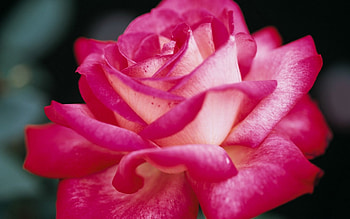 Beautiful rose, rose, flowers, blooms, petals HD wallpaper