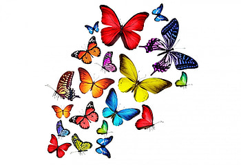 butterflies, animal, colourful, butterfly, insect HD wallpaper