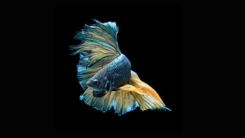 strikingly Beautiful Siamese swimming in dark waters beautiful quality for , . Minimalism HD wallpaper