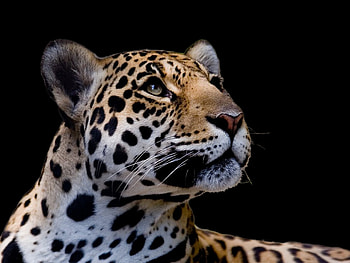 Leoper Black, predators, wild, forest, leoper HD wallpaper