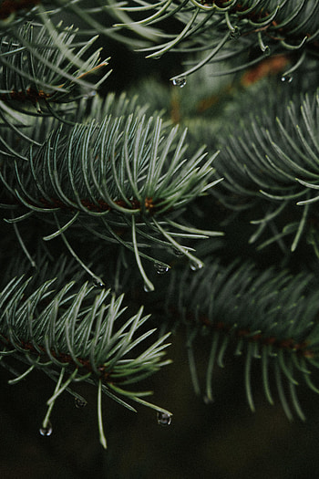 Nature, Needle, Drops, Branches, Spruce, Fir HD phone wallpaper