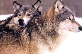 Lay your Head on my Shoulder, Wolves, animals, snow, Wolf, nature, friends HD wallpaper