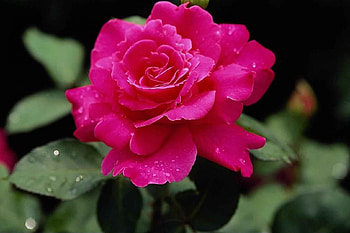 Quite Attractive Rose, Delicate, Leaves, Petals, Greeen, Hot Pink, Attractive, Stunning, Rose HD wallpaper
