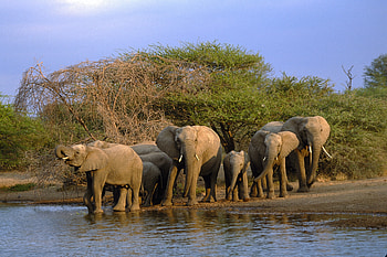 Kruger National Park, Natural wonders, African biodiversity, Untamed wilderness HD wallpaper