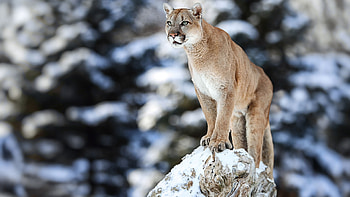 Cougar (Animal), Stylish shoes, Versatile fashion, Promo codes HD wallpaper