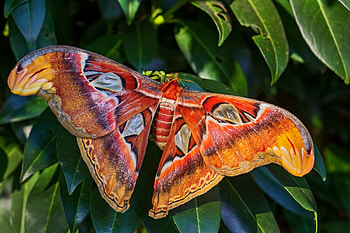 Atlas moth, Attacus atlas, Caterpillar HD wallpaper
