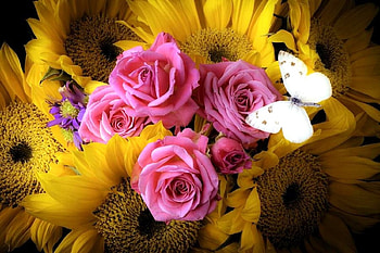 ✿⊱•╮Pink & Yellow╭•⊰✿, roses, colors, lovely still life, summer, butterflies, love four seasons, pink, sunflowers, yellow, nature, flowers HD wallpaper