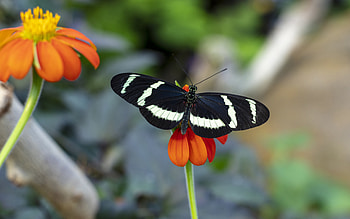 Zebra Heliconian Butterfly, animal, butterfly, insect, zebra heliconian HD wallpaper