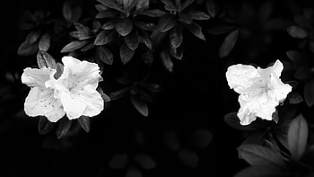 Plants, Flowers HD wallpaper