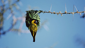 Animals, Sky, Bird, Branch, Color, Nest HD wallpaper