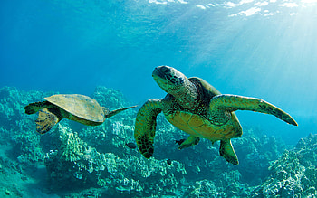 Green sea turtles, Maui's paradise, Hawaiian delight, Breathtaking HD wallpaper