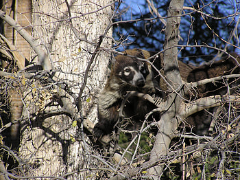 Coati, backgrounds, Nature HD wallpaper