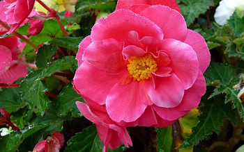 Flowers, Pink, Flower, Petals, Flower Bed, Flowerbed, Freshness HD wallpaper