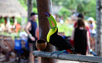 Animals, People, Bird, Beak, Color, Toucan HD wallpaper