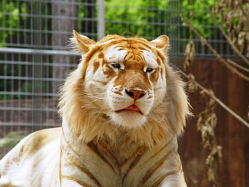 Animals, Tigers HD wallpaper