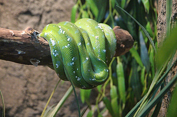 Animals, Color, Snake, Boa HD wallpaper