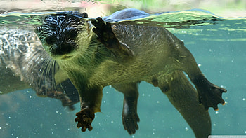 otter in water, swimming, cute, water, otter HD wallpaper