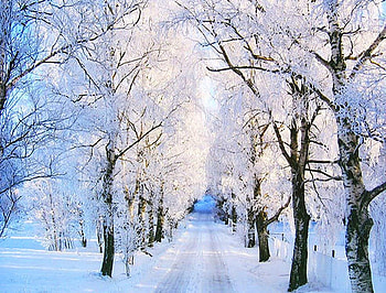 Chill out, winter, path, snow, cold, trees HD wallpaper