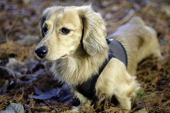 Animals, Grass, Dog, Muzzle, Stroll, Clothing, Costume HD wallpaper