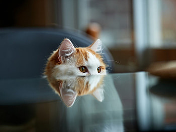 Cute cat, cute, cat, pet, animals HD wallpaper