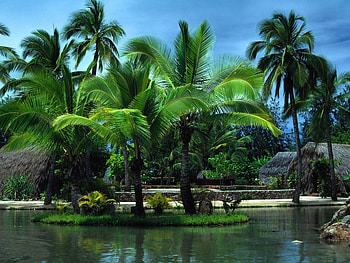 Landscape, Palms HD wallpaper