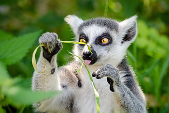 Lemur , Cute primates, Primates in nature, Primate species HD wallpaper