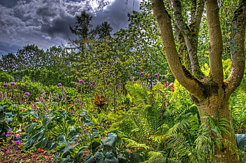 Nature, Trees, Clouds, Bush, Greens, Garden HD wallpaper