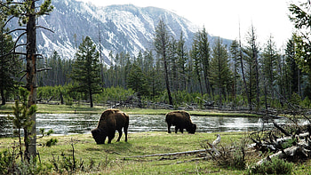 Buffalo, Majestic creatures, Bison in their habitat, Nature's balance HD wallpaper