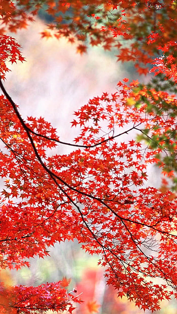 Red maple leaves, Autumn vibes, , Japanese maple tree HD phone wallpaper