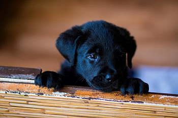 Dog, sweet, animal, dogs, cute, beautiful, puppys, puppy, pretty, animals, lovely HD wallpaper