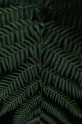 Leaves, Macro, Fern, Branch HD phone wallpaper