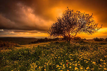 Flowers field at sunset, field, sky, beautiful, lonely, sunset, tree, orange, fiery, wildflowers, summer HD wallpaper