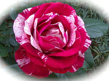 Rose Red & White Stripe, rose, white, striped, red HD wallpaper