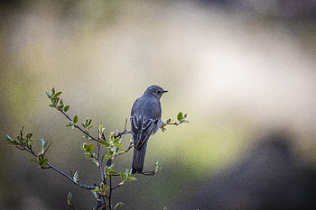 Animals, Bird, Branch, Tail, Thrush HD wallpaper