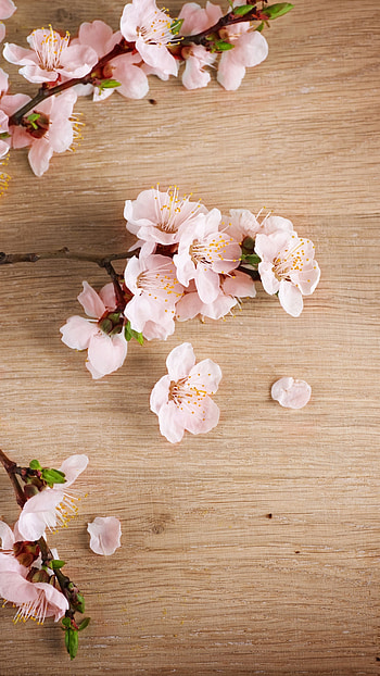 Spring Background, Pink Flowers Aesthetic HD phone wallpaper