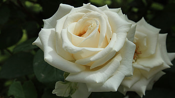 White roses, Petaals, Roses, White, Flowers HD wallpaper