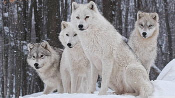 Gray Wolf, Running wolf, , Backgrounds HD wallpaper