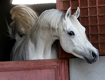 Hello Theeeere!!, arabian, horses, oriental, grey HD wallpaper