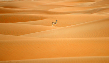Arabian Oryx in Sanctuary, UAE, Conservation plan, Arabian Oryx, March 24 2017, Sanctuary, Saudi Arabia HD wallpaper