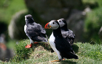 Animals, Birds, Grass, Cul-De-Sac, Dead End HD wallpaper