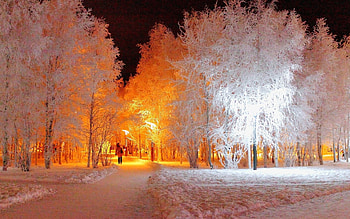 Landscape, Winter, Trees, Night, Snow HD wallpaper