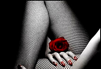 Passion rose, , color, new HD wallpaper