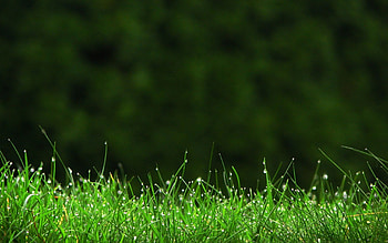 Grass , Vibrant greens, Natural textures, Sunny meadows HD wallpaper