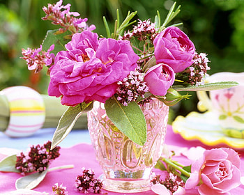 Lovely Flowers, pink, flowers, cup, petals HD wallpaper