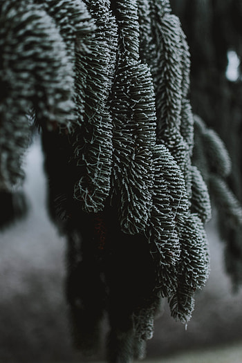 Macro, Branch, Spruce, Fir, Frost, Hoarfrost HD phone wallpaper